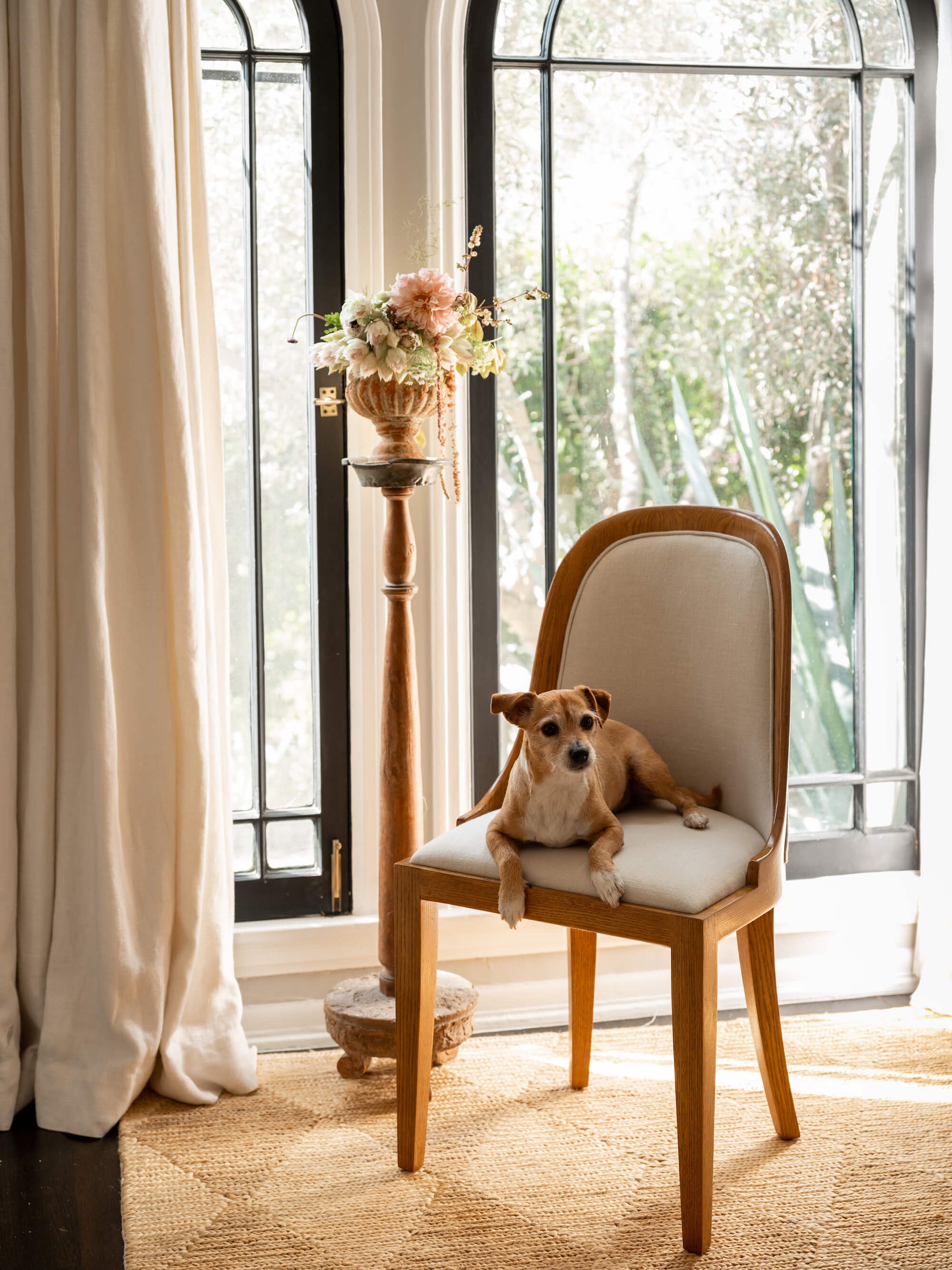 Dining chair with dog sitting on the seat